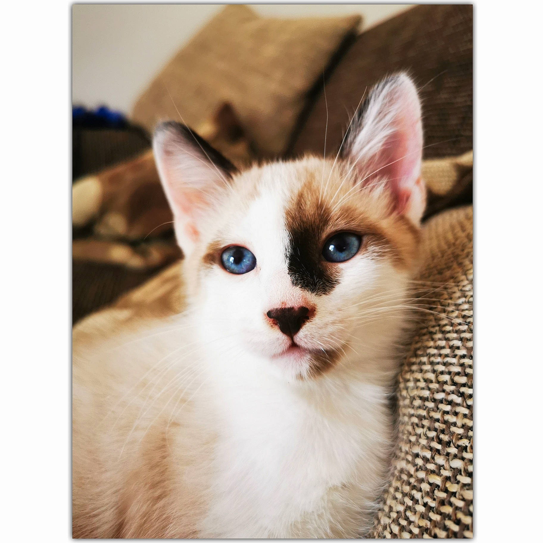 Scar a rejoint le concours — aidez-le/la à gagner de superbes lots ! carnivore, cat, close_up, comfort, domestic_short_haired_cat, ear, eye, eyelash, fawn, felidae, fur, paw, photo_caption, siamese, small_to_medium_sized_cats, snout, tail, terrestrial_animal, whiskers, window