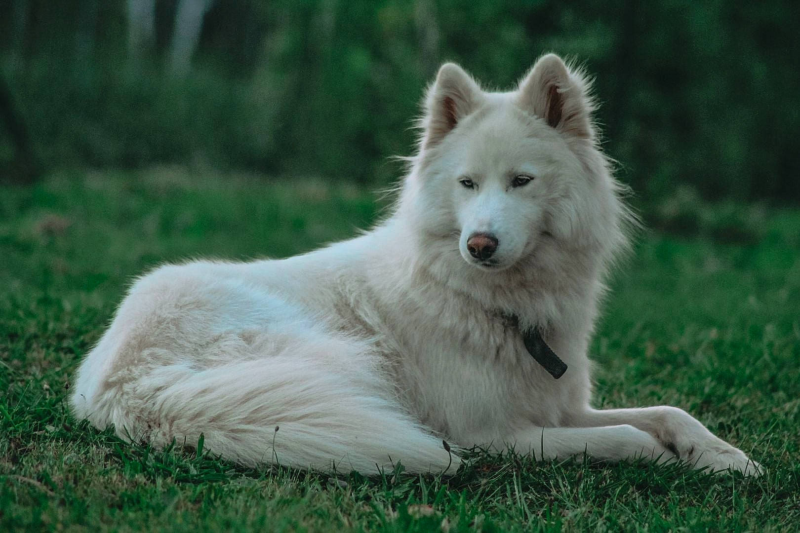 Pogo participe au concours pour gagner de l'argent avec cette photo : ancient_dog_breeds, canidae, canis, carnivore, companion_dog, dog, dog_breed, eye, fang, fur, grass, grassland, plant, snout, sporting_group, terrestrial_animal, tree, volpino_italiano, wildlife, working_dog