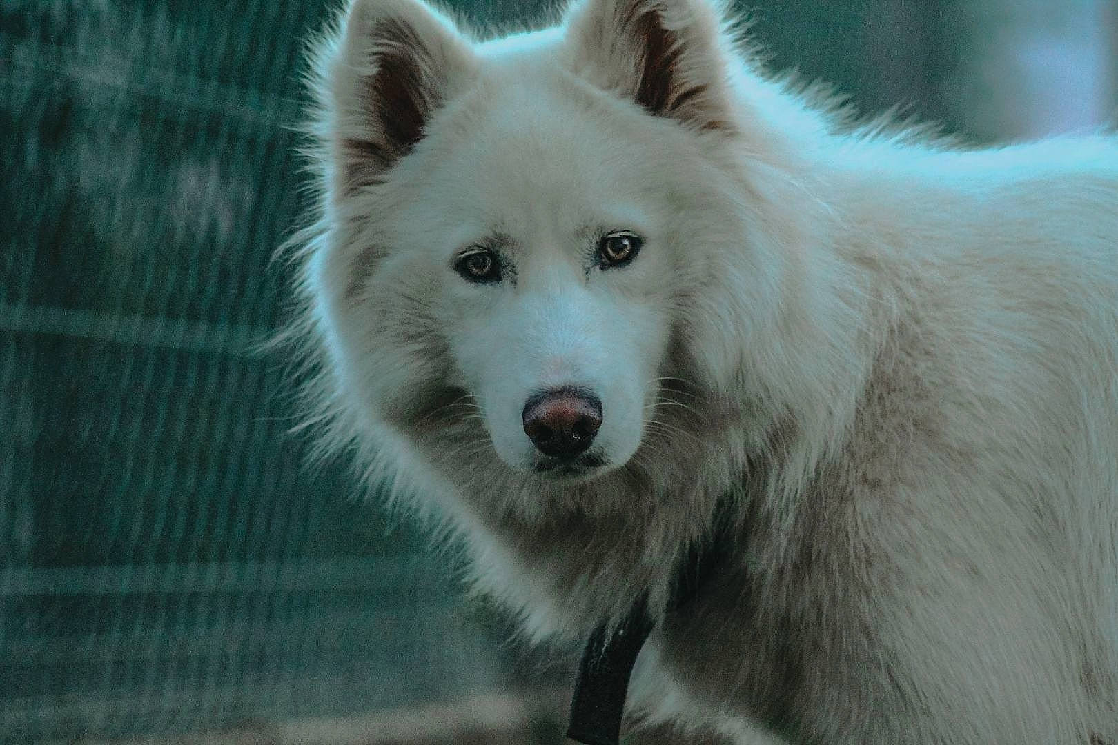 Pogo a rejoint le concours — aidez-le/la à gagner de superbes lots ! arctic_fox, canidae, canis, carnivore, companion_dog, dog, dog_breed, eye, fur, head, iris, samoyed, snout, symmetry, terrestrial_animal, tree, volpino_italiano, whiskers, wildlife, wolf