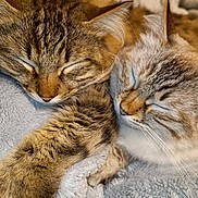 Tchyto participe au concours pour gagner de l'argent avec cette photo : abyssinian, animal, blanket, cat, couch, furniture, hardwood, homedecor, kitten, linen, manx, person, pet, siamese, sleeping, wood