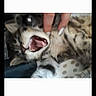 Tchyto a rejoint le concours — aidez-le/la à gagner de superbes lots ! animal, beak, bodypart, canine, cat, cheetah, electronics, face, finger, hand, hardware, head, kitten, mouth, panther, person, pet, photography, portrait, teeth