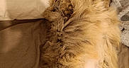 Tchyto a rejoint le concours — aidez-le/la à gagner de superbes lots ! abyssinian, angora, animal, architecture, armchair, blanket, cat, chair, couch, furniture, hardwood, homedecor, kitten, linen, manx, person, pet, siamese, sleeping, wood