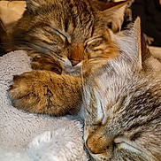 Princesse participe au concours pour gagner de l'argent avec cette photo : abyssinian, angora, animal, armchair, cat, chair, couch, furniture, hardwood, homedecor, kitten, linen, manx, person, pet, shelf, siamese, sleeping, towel, wood