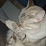 Princesse a rejoint le concours — aidez-le/la à gagner de superbes lots ! angora, animal, bed, cat, computerhardware, couch, electronics, furniture, hardware, indoors, kitten, lighting, manx, monitor, person, pet, screen, siamese, sleeping, window