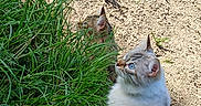 Princesse participe au concours pour gagner de l'argent avec cette photo : abyssinian, angora, animal, cat, field, grass, grassland, gravel, green, herbal, kitten, lawn, manx, nature, outdoors, pet, plant, road, siamese, soil