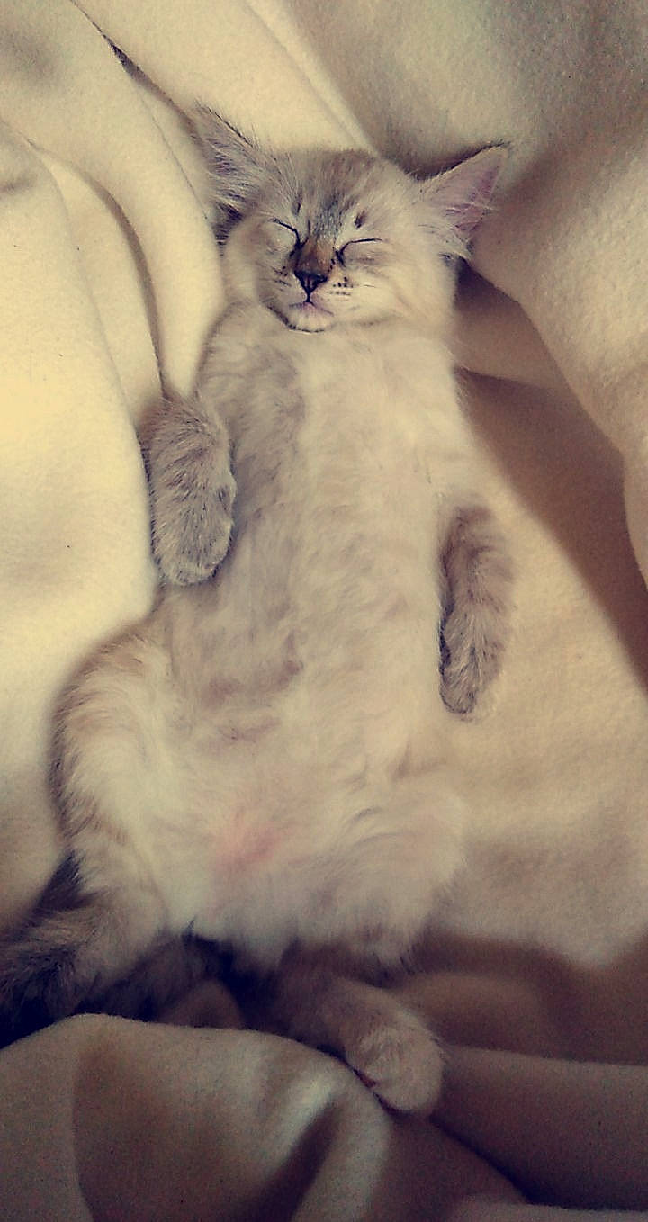 Princesse