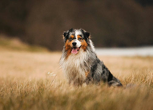 Phao participe au concours pour gagner de l'argent avec cette photo : australian_collie, australian_shepherd, border_collie, canidae, carnivore, collie, companion_dog, dog, dog_breed, field, grass, grassland, herding_dog, plant, scotch_collie, snout, sporting_group, terrestrial_animal, whiskers, working_dog