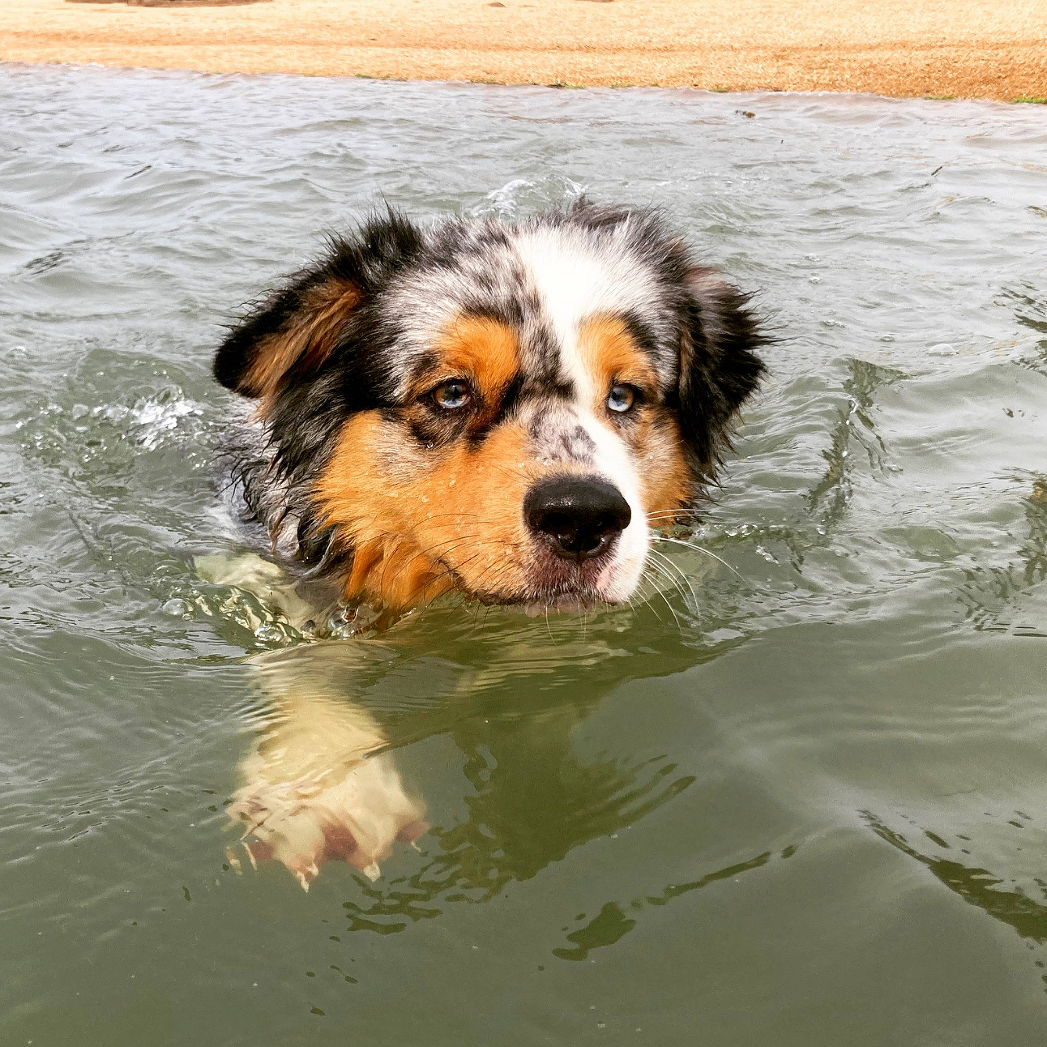 Phao a rejoint le concours — aidez-le/la à gagner de superbes lots ! ancient_dog_breeds, canidae, carnivore, companion_dog, dog, dog_breed, guard_dog, happy, herding_dog, liquid, ocean, puppy, reflection, snout, sporting_group, water, watercourse, wildlife, working_animal, working_dog