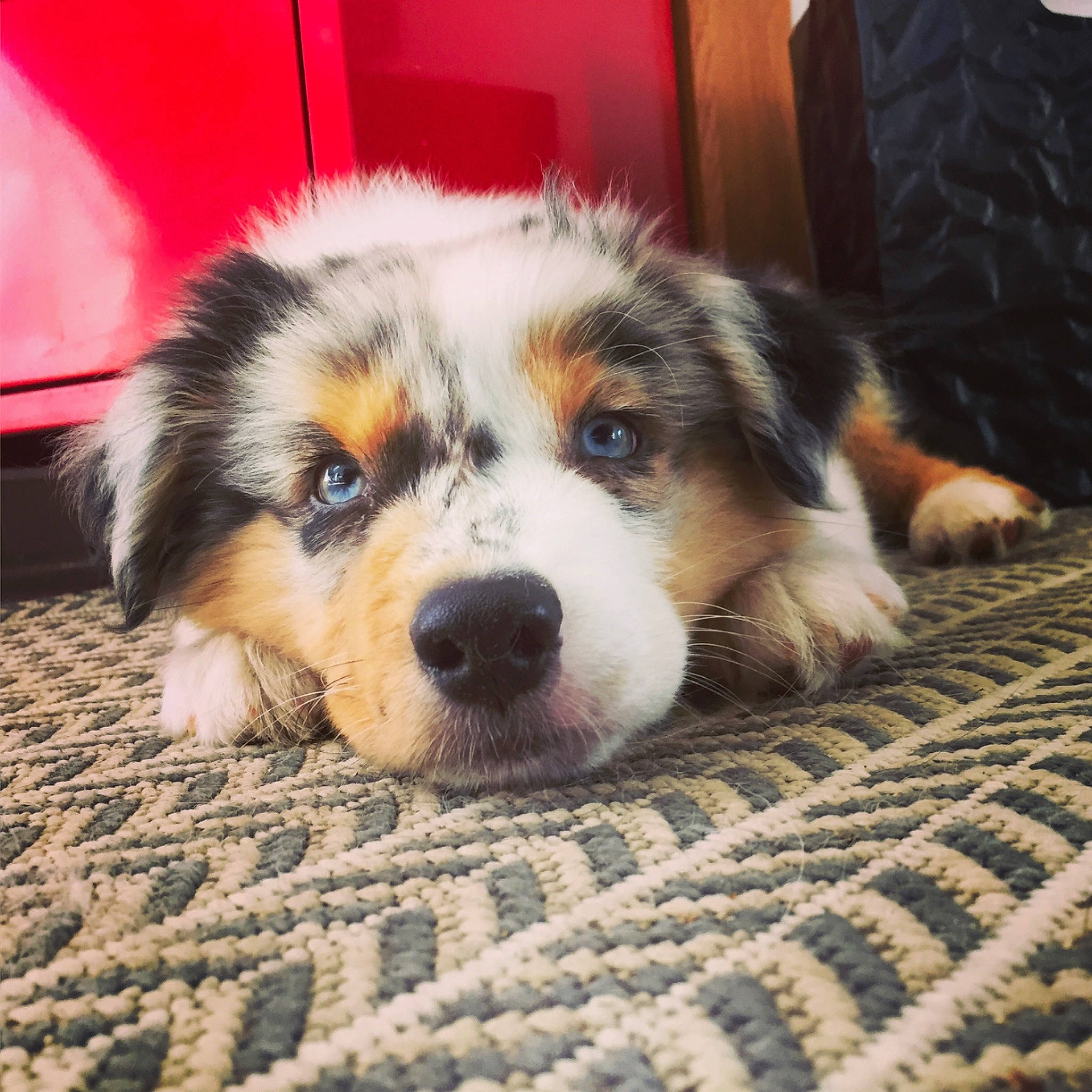 Phao a rejoint le concours — aidez-le/la à gagner de superbes lots ! canidae, carnivore, companion_dog, couch, dog, dog_breed, eye, fawn, flooring, herding_dog, paw, snout, sporting_group, terrestrial_animal, tire, wheel, whiskers, wood, working_animal, woven_fabric