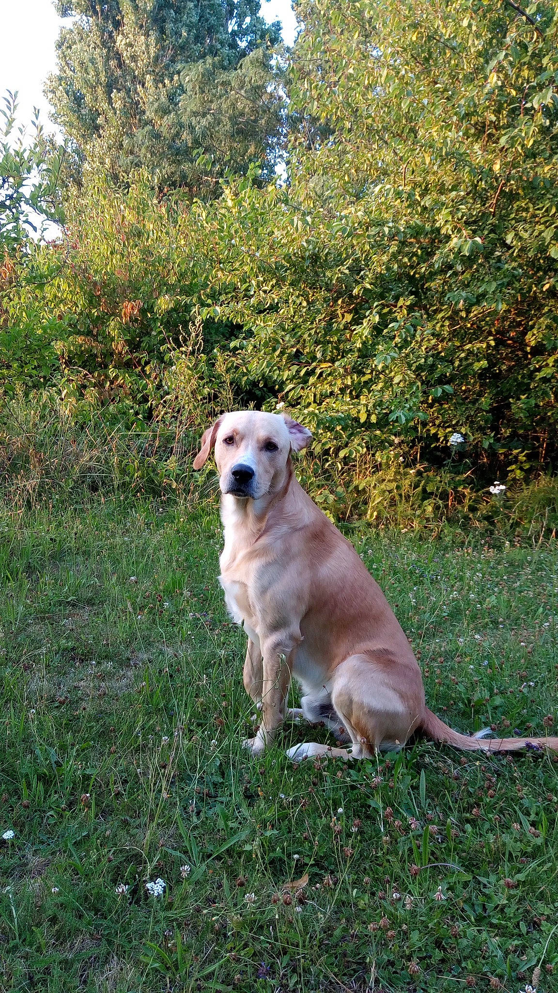 Aston participe au concours pour gagner de l'argent avec cette photo : canidae, carnivore, companion_dog, dog, dog_breed, fawn, garden_hose, grass, groundcover, gun_dog, plant, shrub, snout, sporting_group, tail, terrestrial_animal, tree, working_animal, working_dog, yard