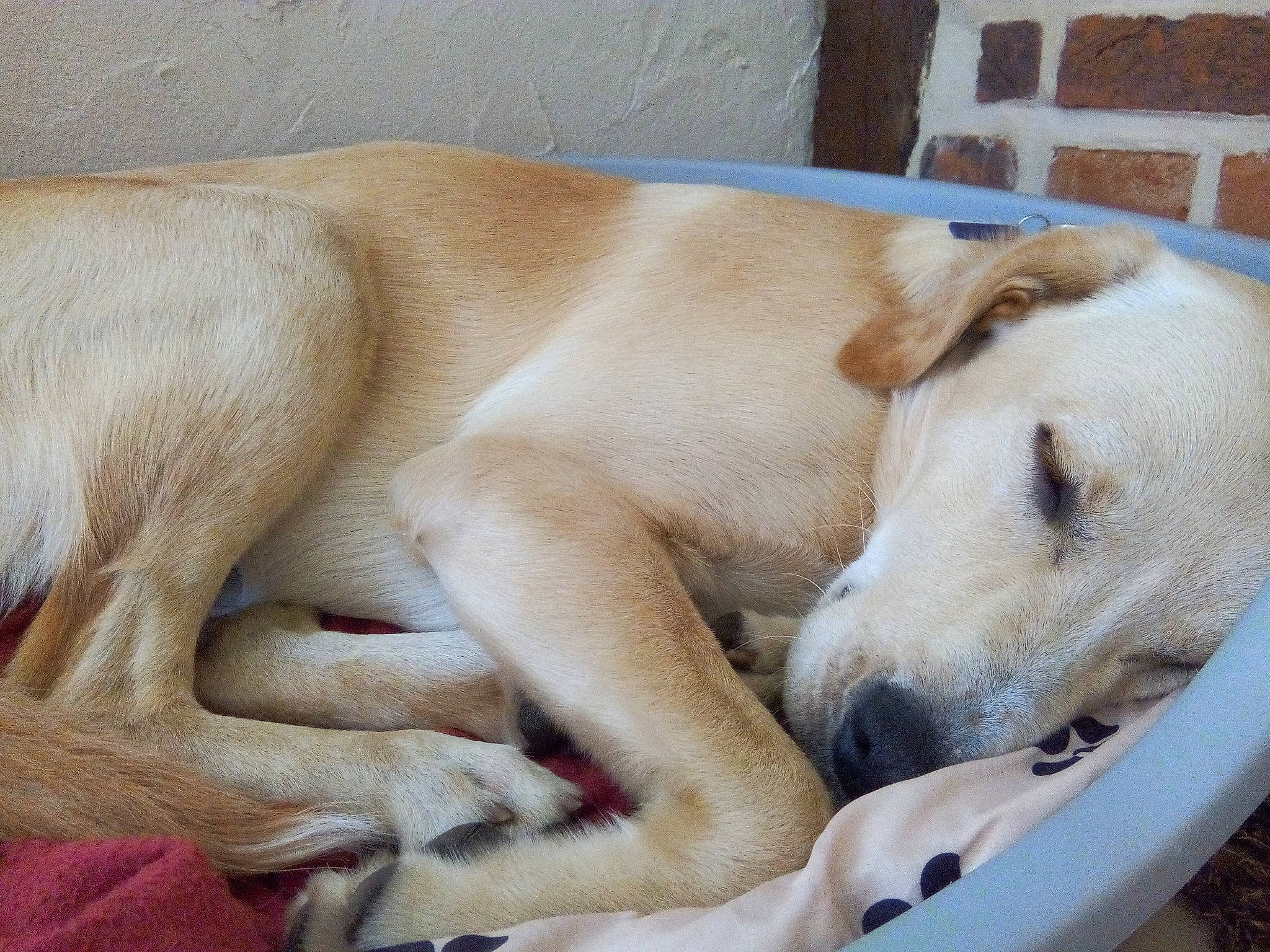 Aston participe au concours pour gagner de l'argent avec cette photo : bored, brick, brickwork, canidae, carnivore, comfort, companion_dog, dog, dog_breed, fawn, foot, fur, jaw, nap, paw, snout, sporting_group, terrestrial_animal, whiskers, working_animal