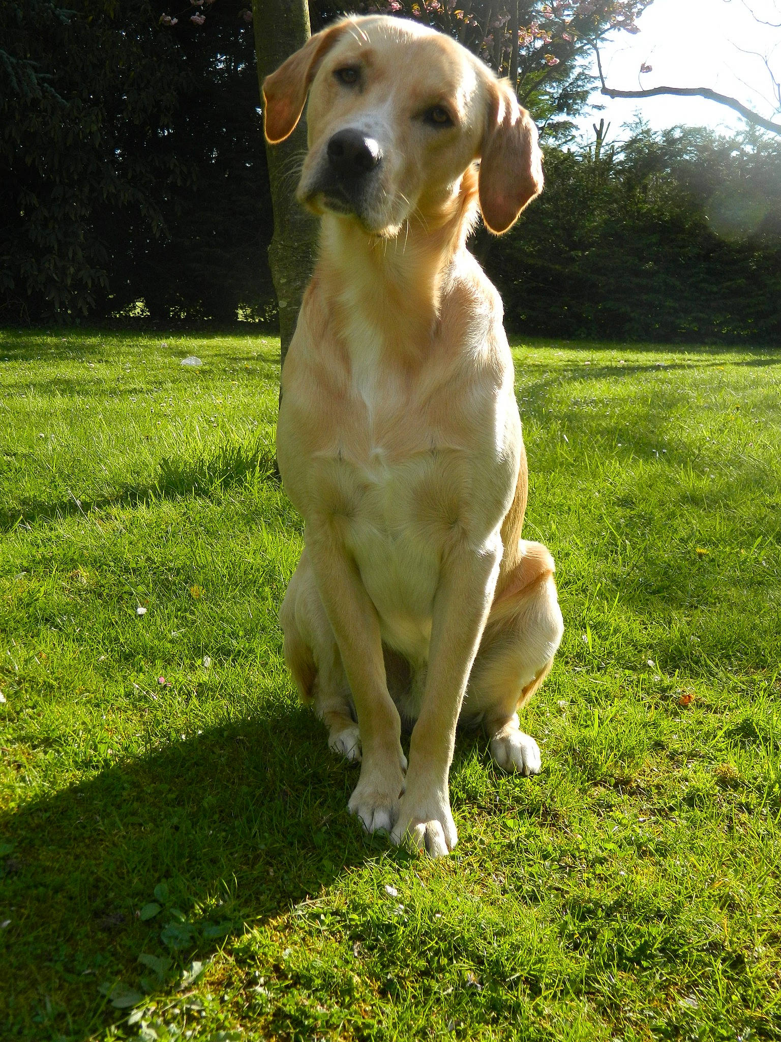 Aston a rejoint le concours — aidez-le/la à gagner de superbes lots ! canidae, carnivore, companion_dog, dog, dog_breed, grass, grassland, groundcover, gun_dog, hunting_dog, lawn, plant, sporting_group, tail, tree, working_dog