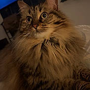 Hermione a rejoint le concours — aidez-le/la à gagner de superbes lots ! abyssinian, animal, cat, computer, computerhardware, computerkeyboard, couch, electronics, furniture, hardware, kitten, laptop, manx, monitor, pc, pet, remotecontrol, screen, tv, wood