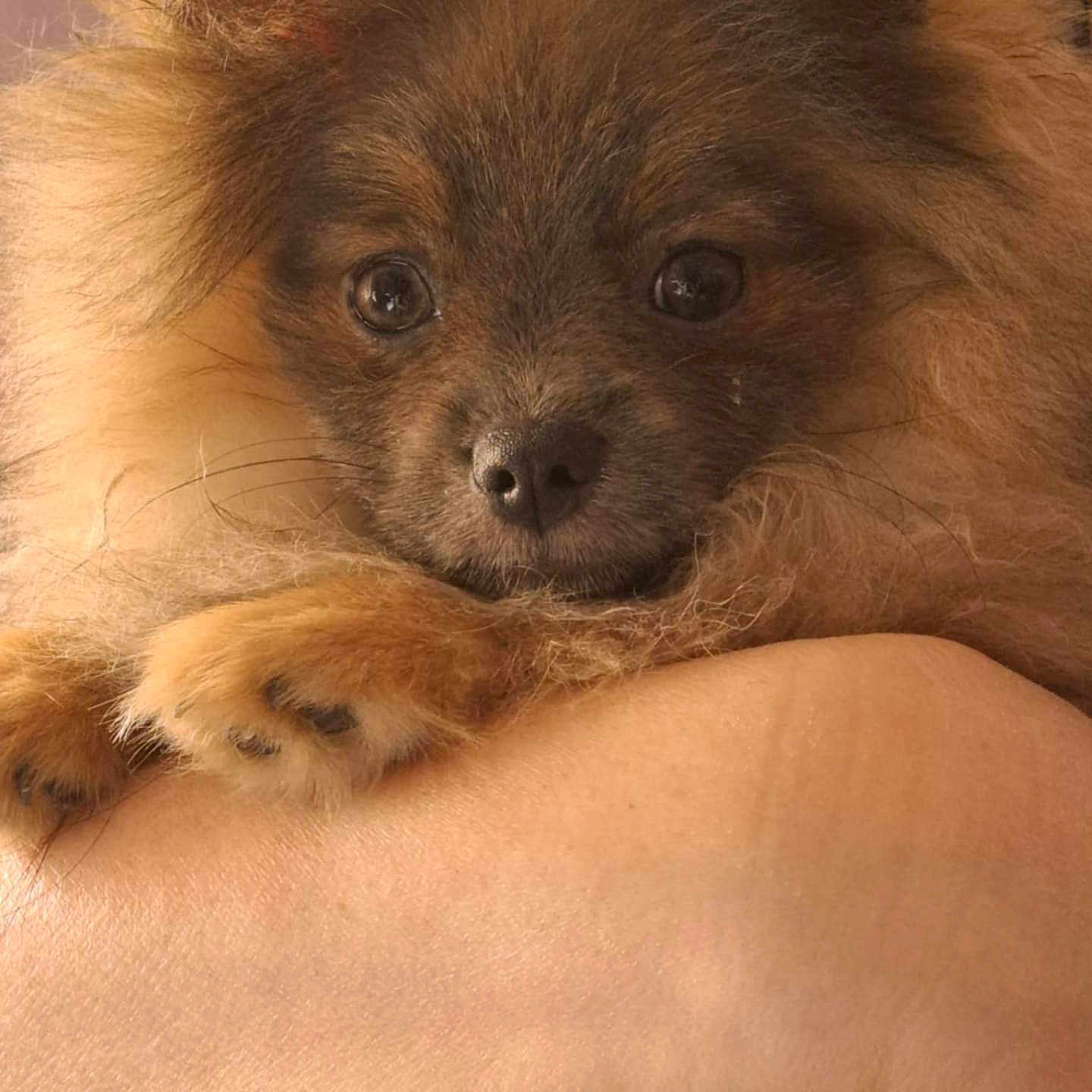 Arlan participe au concours pour gagner de l'argent avec cette photo : animal, arm, brown_fur, closeup, cute, dog, domestic_animal, face, fluffy, fur, holding, human_hand, indoors, looking, paw, pet, pomeranian, portrait, puppy, soft_light