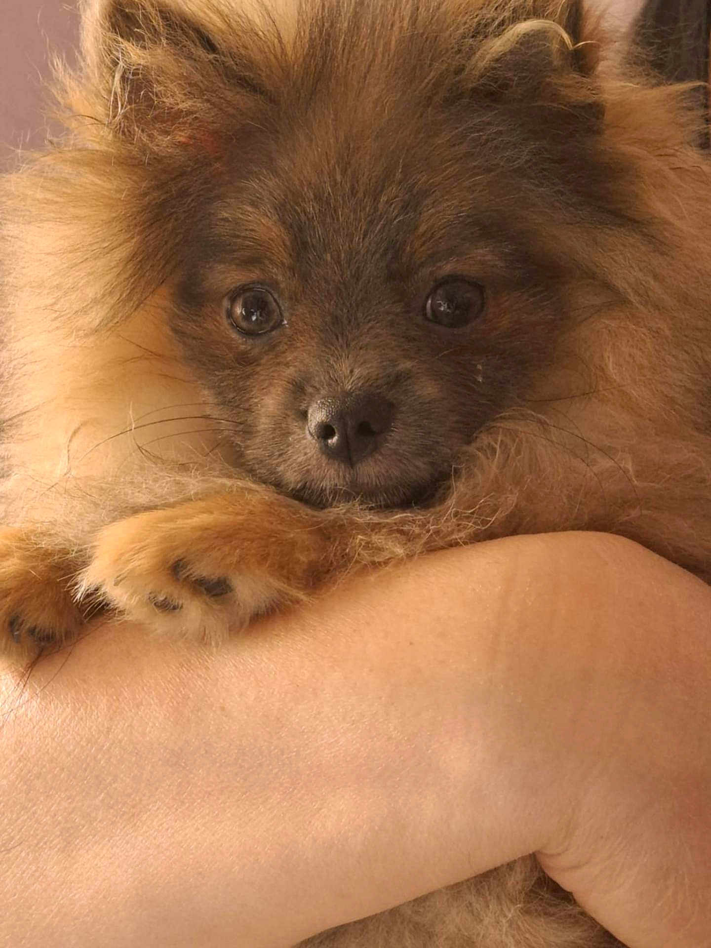Arlan participe au concours pour gagner de l'argent avec cette photo : dog, puppy, pomeranian, fluffy, closeup, animal, pet, brown_fur, cute, face, paw, fur, domestic_animal, looking, portrait, holding, arm, human_hand, soft_light, indoors