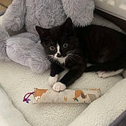 Winnie a rejoint le concours — aidez-le/la à gagner de superbes lots ! kitten, black_and_white, pet_bed, toy, stuffed_animal, bunny, indoor, cozy, fur, whiskers, paws, curious, relaxed, cat, animal, cute, soft, resting, playful, domestic