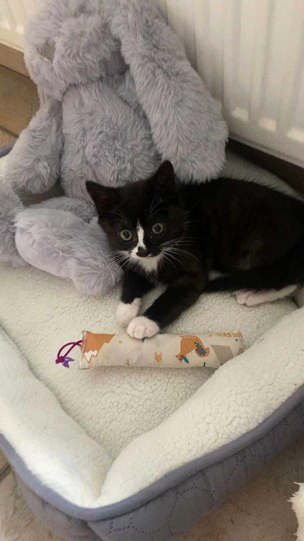 Winnie a rejoint le concours — aidez-le/la à gagner de superbes lots ! kitten, black_and_white, pet_bed, toy, stuffed_animal, bunny, indoor, cozy, fur, whiskers, paws, curious, relaxed, cat, animal, cute, soft, resting, playful, domestic