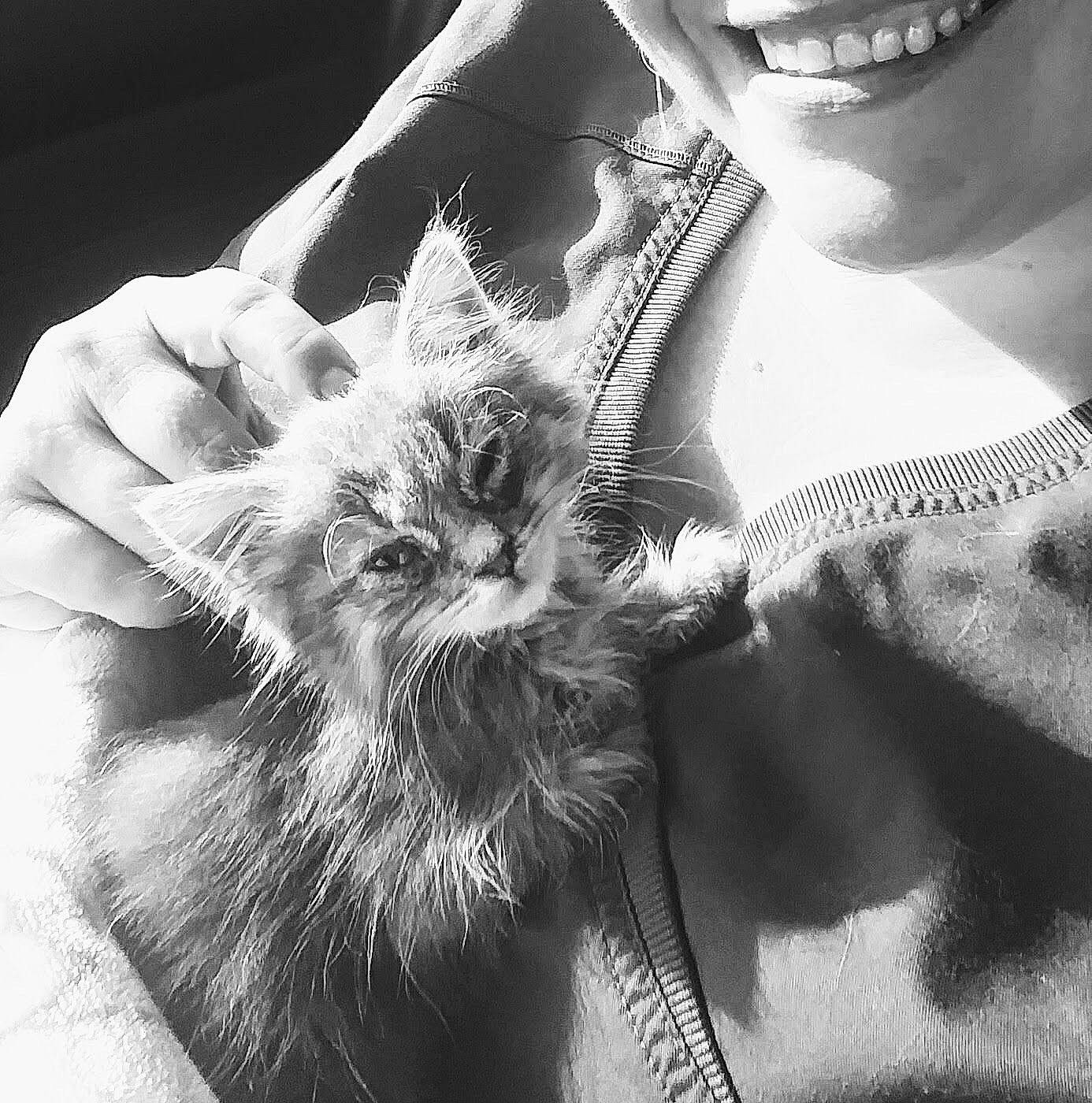 Graycie is registered to the contest to win money with this photo: black, black_and_white, carnivore, cat, ear, felidae, fur, kitten, leg, monochrome, monochrome_photography, mouth, norwegian_forest_cat, photography, small_to_medium_sized_cats, snout, style, whiskers, white