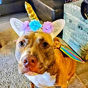 Tuffy joined the competition — help win amazing prizes! dog, pet, unicorn_costume, golden_horn, flower_crown, ears, wings, brown_coat, white_chest, carpet, living_room, couch, furniture, close_up, portrait, nose, eyes, sitting, cute, costume_party