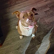 Tuffy is registered to the contest to win money with this photo: animal, blurry, brown_dog, canine, collar, companion, cute, dog, domestic_animal, ears, floor, flooring, home, indoor, looking_up, pet, shadow, sitting, white_dog, wooden_floor