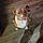 Tuffy