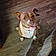 Tuffy