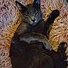 animal, cat, cozy, cute, domestic_animal, feline, fluffy_rug, fur, furry, gray_cat, indoor, lying_down, paw, pet, raised_paw, relaxed, resting, sleepy, soft_texture, whiskers