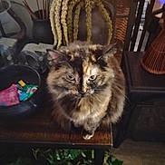 Drama joined the competition — help win amazing prizes! cat, tortoiseshell, feline, fluffy, table, wooden_table, indoor, decor, plant, greenery, vase, ornament, furniture, pet, animal, fur, sitting, domestic, calm, eye_contact