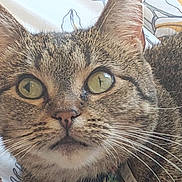 Mimi joined the competition — help win amazing prizes! animal, bell, cat, close_up, collar, curious, domestic_cat, ears, face, feline, fur, green_eyes, indoor, lying_down, mouth, nose, patterned_background, pet, tabby, whiskers