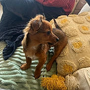 Luna a rejoint le concours — aidez-le/la à gagner de superbes lots ! alert, animal, bed, blanket, brown, cozy, curious, cute, decorative_pillow, dog, fur, indoor, pet, pillow, puppy, small_dog, soft, textured, yellow, young