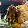 alert, animal, bed, blanket, brown, cozy, curious, cute, decorative_pillow, dog, fur, indoor, pet, pillow, puppy, small_dog, soft, textured, yellow, young