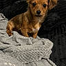puppy, dog, brown, small_dog, blanket, black_cushion, indoor, pet, cute, fur, sitting, looking_at_camera, young_dog, cozy, soft_texture, animal, domestic, companion, portrait, resting