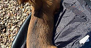 Luna participe au concours pour gagner de l'argent avec cette photo : dog, brown_dog, long_fur, jacket, black_jacket, gravel, outdoor, sunlight, shadow, pet, animal, relaxing, jeans, clothing, casual, tail, fur, resting, small_dog, back_view