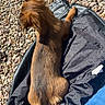 dog, brown_dog, long_fur, jacket, black_jacket, gravel, outdoor, sunlight, shadow, pet, animal, relaxing, jeans, clothing, casual, tail, fur, resting, small_dog, back_view