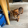 Luna a rejoint le concours — aidez-le/la à gagner de superbes lots ! blue_bag, brown_dog, canine, companion, curious, dog, domestic_animal, ears, floor, four_legs, fur, indoor, looking_away, pet, puppy, small_dog, snout, standing, table_leg, wooden_floor