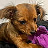 Luna a rejoint le concours — aidez-le/la à gagner de superbes lots ! puppy, dog, toy, plush_toy, brown_fur, small_dog, chewing, cute, pet, indoor, black_surface, floppy_ears, close_up, young_dog, animal, adorable, focused, soft_texture, background, playful