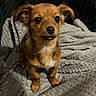 Luna a rejoint le concours — aidez-le/la à gagner de superbes lots ! puppy, dog, brown, cute, pet, animal, blanket, indoor, small, fur, ears, face, sitting, young, adorable, companion, cozy, texture, looking, curious