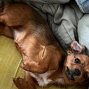 Luna participe au concours pour gagner de l'argent avec cette photo : dog, brown_dog, puppy, lying_down, yellow_surface, blanket, cushion, pet, fur, small_dog, indoors, relaxed, playful, cute, animal, ears, face, paw, fur_texture, resting