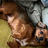 dog, brown_dog, puppy, lying_down, yellow_surface, blanket, cushion, pet, fur, small_dog, indoors, relaxed, playful, cute, animal, ears, face, paw, fur_texture, resting