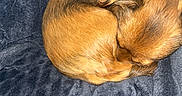 Luna participe au concours pour gagner de l'argent avec cette photo : animal, blanket, brown_fur, comfort, companion, cozy, curled_up, cute, dog, fur, indoor, nap, pet, plush, relaxation, resting, sleeping, small_dog, soft, warm