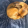 animal, blanket, brown_fur, comfort, companion, cozy, curled_up, cute, dog, fur, indoor, nap, pet, plush, relaxation, resting, sleeping, small_dog, soft, warm