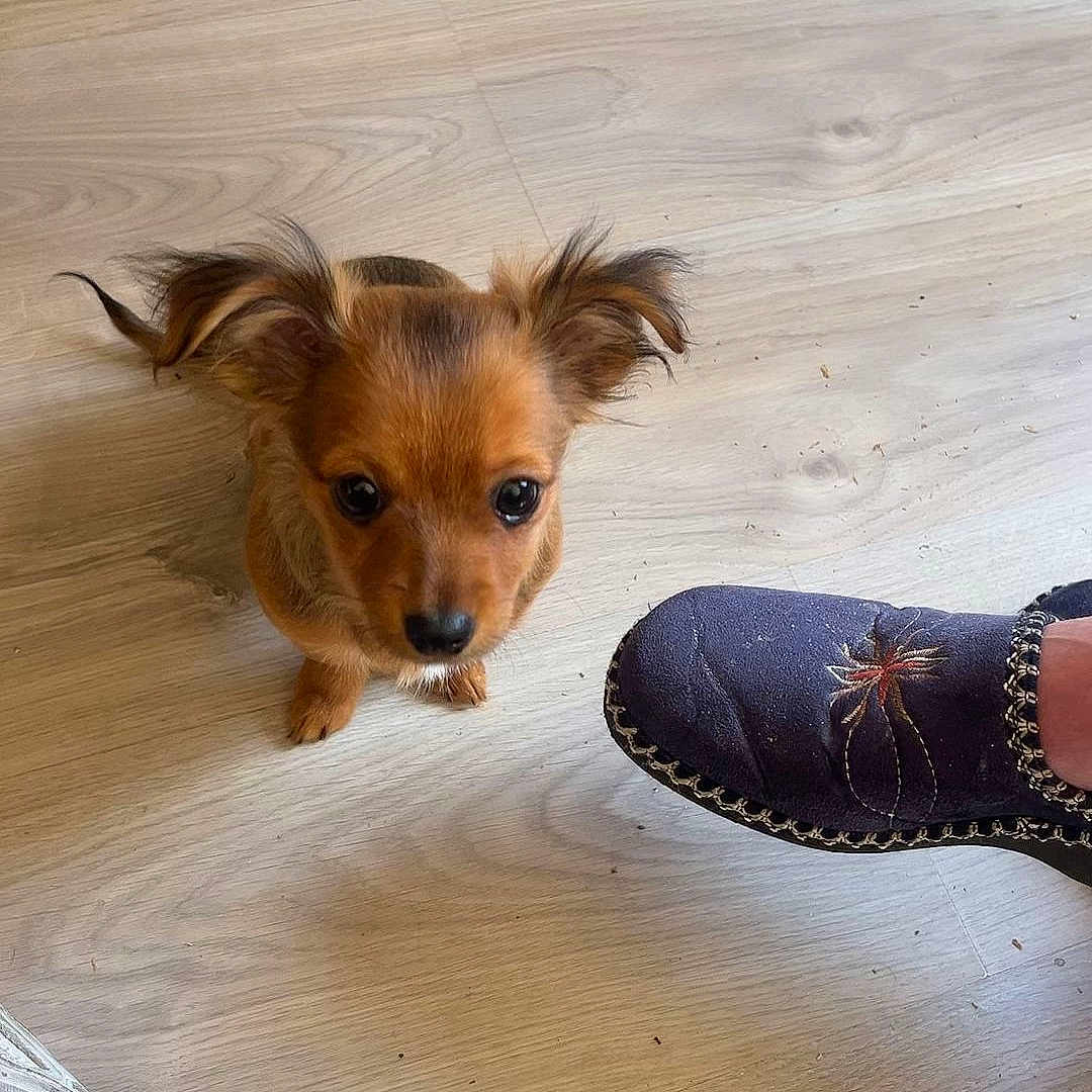 Luna participe au concours pour gagner de l'argent avec cette photo : puppy, dog, floor, wooden_floor, footwear, sneaker, slipper, brown_puppy, small_dog, indoor, looking_up, cute, pet, animal, domestic_animal, young_dog, fur, ears, eyes, companion