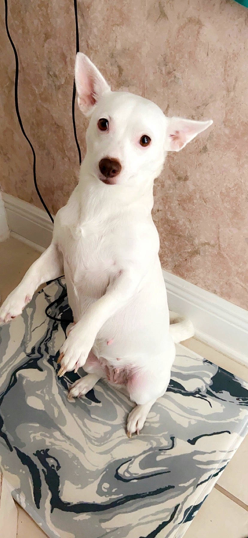 Tinkerbell joined the competition — help win amazing prizes! ancient_dog_breeds, canidae, carnivore, companion_dog, dog, dog_breed, fawn, foot, non_sporting_group, snout, sporting_group, tail, terrestrial_animal, terrier, vertebrate, white, working_animal, working_dog