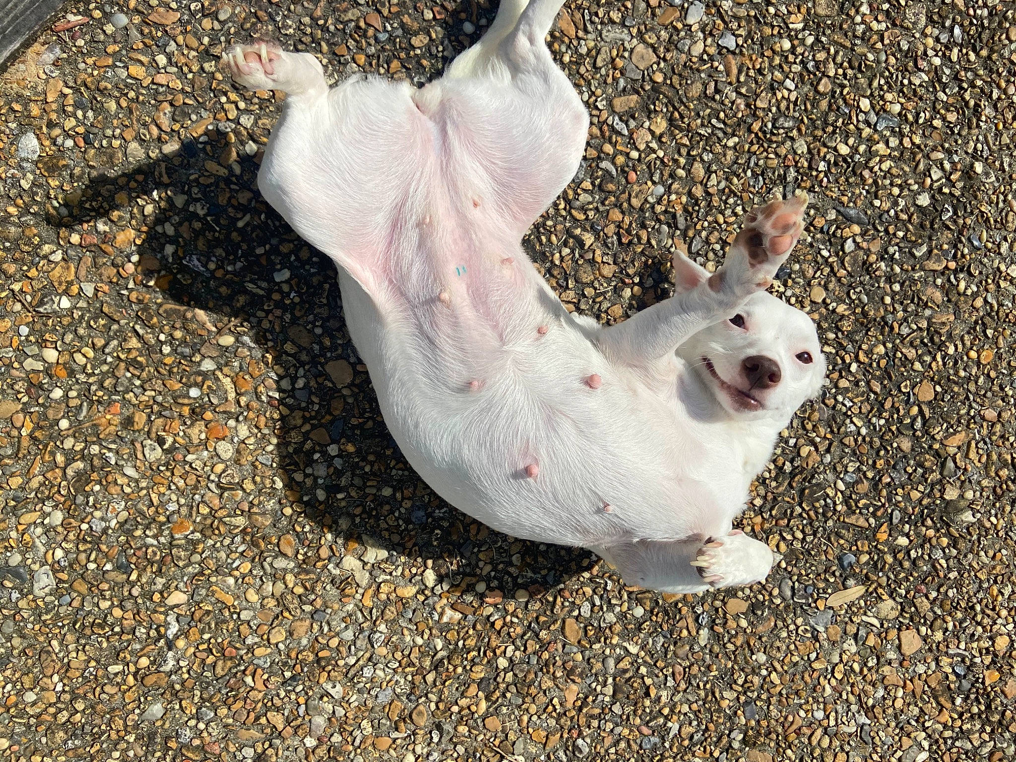 Tinkerbell joined the competition — help win amazing prizes! domestic_rabbit, fawn, hare, pink, rabbit, rabbits_and_hares, skin, snout, snowshoe_hare, terrestrial_animal, vertebrate, white