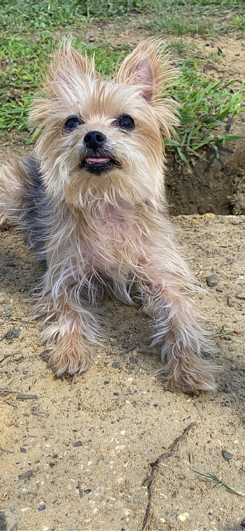 Stella joined the competition — help win amazing prizes! australian_terrier, blond, canidae, carnivore, companion_dog, dog, dog_breed, dog_supply, fawn, mammal, puppy, small_terrier, snout, soil, sporting_group, terrier, toy_dog, vertebrate, working_animal, yorkipoo