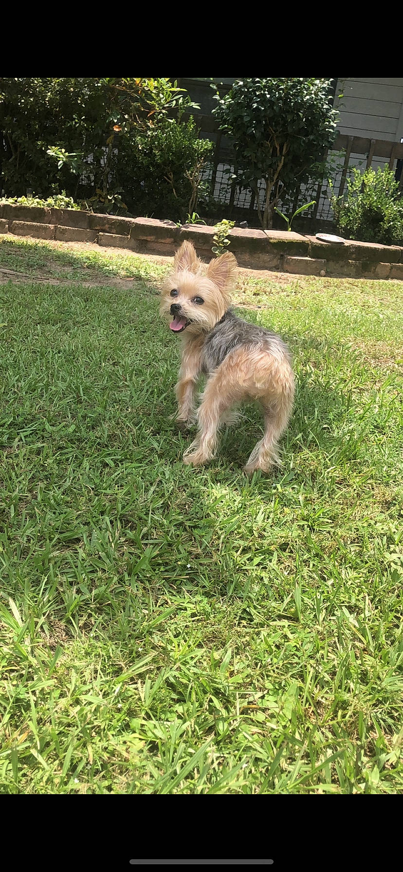 Stella is registered to the contest to win money with this photo: australian_terrier, cairn_terrier, canidae, carnivore, companion_dog, dog, dog_breed, grass, grass_family, groundcover, lawn, mammal, norwich_terrier, small_terrier, snout, sporting_group, terrier, toy_dog, working_animal, yard