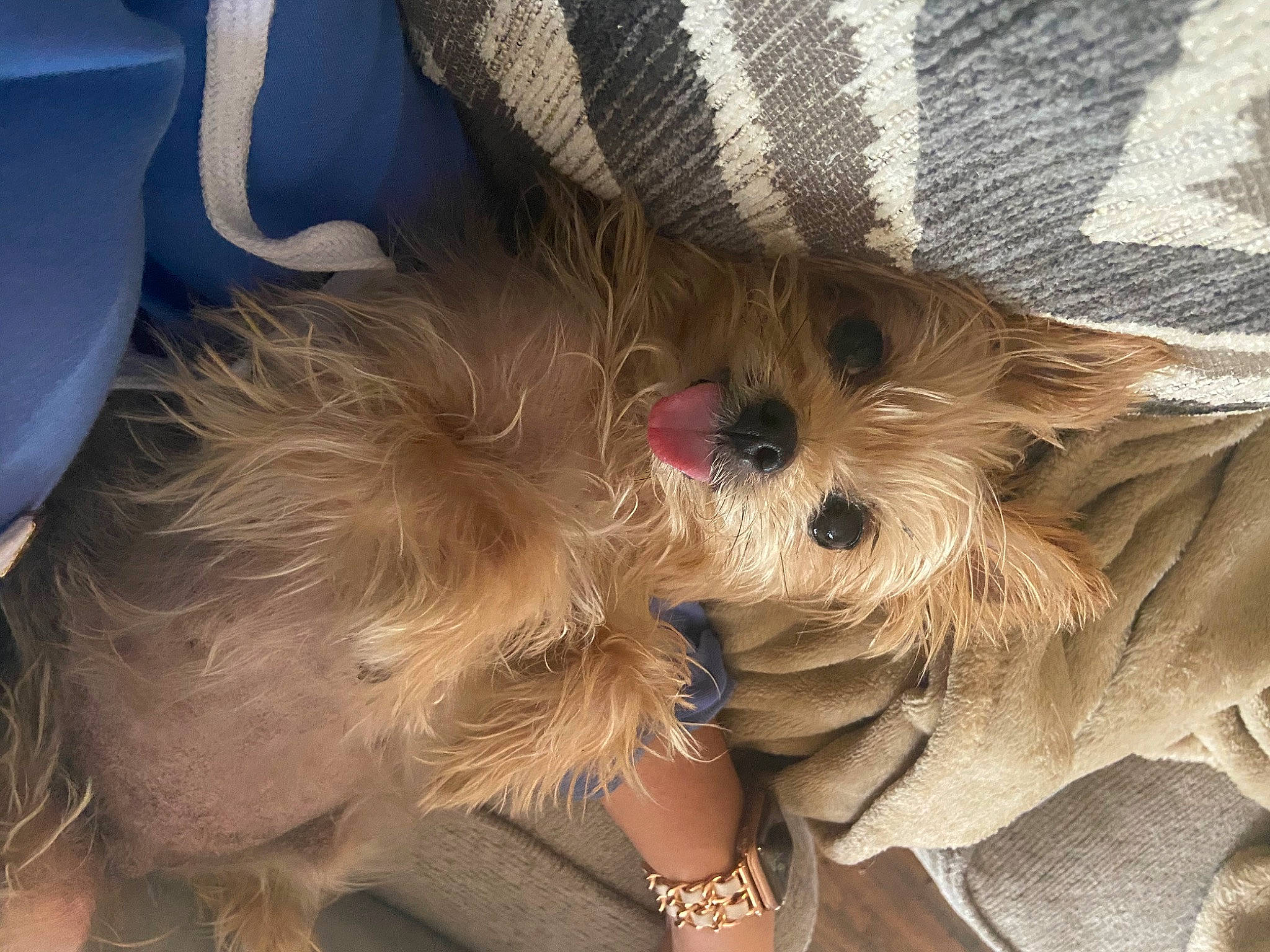 Stella joined the competition — help win amazing prizes! analog_watch, beige, bracelet, carnivore, companion_dog, dog, dog_breed, fashion_accessory, fawn, fur, khaki, nail, pet_supply, puppy, small_terrier, toy_dog, vertebrate, watch, working_animal, wrist