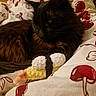 animal, bedroom, black_cat, blanket, brown_fur, cat, cherry_pattern, cozy, crocheted_toy, cute, domestic_cat, feline, fur, indoor, pet, relaxed, resting, shrimp_sushi, soft_toy, whiskers