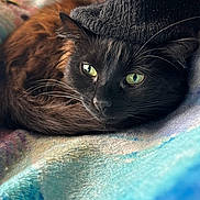 Plume a rejoint le concours — aidez-le/la à gagner de superbes lots ! animal, black_cat, blanket, cat, closeup, cozy, cute, domestic_animal, feline, fur, green_eyes, hat, indoor, knit_hat, pet, portrait, relaxed, resting, soft, whiskers