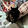 Plume a rejoint le concours — aidez-le/la à gagner de superbes lots ! black_cat, blanket, cat, couch, cozy, fluffy_fur, glasses, holiday_blanket, home, indoors, person, phone, pillow, plaid_pattern, relaxing, resting, seated, soft_texture, striped_pillow, winter_theme